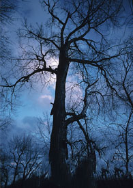 《神元纪年:相系永生Fantasia》