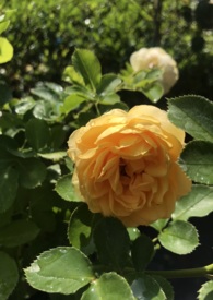 不成距离 我会记得你